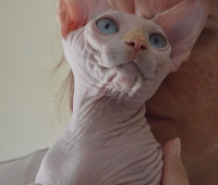 Charm&Bald Alien´s Jashin