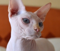 Charm&Bald Alien´s Jashin