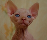 Charm&Bald Alien´s Jashin