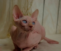 Charm&Bald Alien´s Jashin