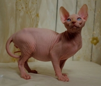 Charm&Bald Alien´s Jashin