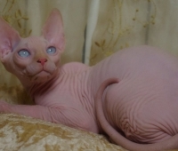 Charm&Bald Alien´s Jashin