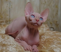 Charm&Bald Alien´s Jashin