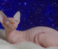 Charm&Bald Alien´s Jashin