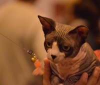 Exposición Ifema 2014