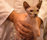 Exposición Ifema 2014