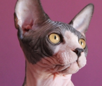 MalinkaS Lennon