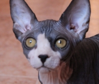 MalinkaS Lennon