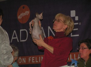 Sphynx de Ebano siendo examinada en la Exposición de Valladolid de 2008